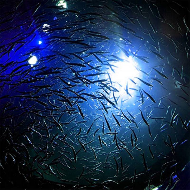 ミニ釣りアトラクションランプ光るルアー LED 点滅集魚灯イ - Fishing Boat Navigation Light のレビューと価格